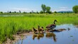 geese prairie pothole marsh illustration shorebirds biodiversity, ecosystem migration, breeding nesting geese prairie pothole marsh