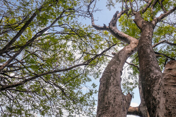 Canvas Print - Trees