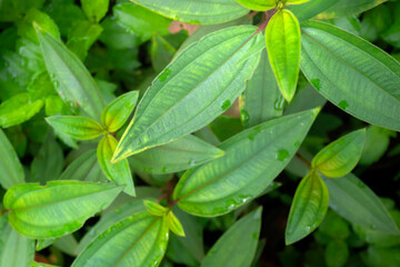 Poster - Green tropical leaf