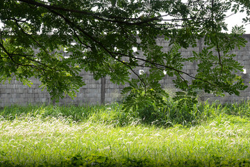 Canvas Print - Brick wall on the field