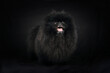 black Pomeranian spitz on black background 