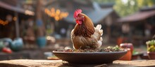 Chicken Eating Food In The Village With Shallow Focus.