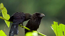 Two Common Raven Black Birds On A Branch. The Birds Are Perched On A Branch With Green Leaves. They Are Black In Color With A Glossy Sheen. The Bird On The Left Has Its Wings Slightly Spread.