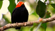 A Bird Red-capped Manakin With A Red Head And Black Body. The Bird Is Perched On A Branch And Appears To Be Looking At The Camera. The Background, Which Is Blurred, Seems To Be A Forest Or Jungle.