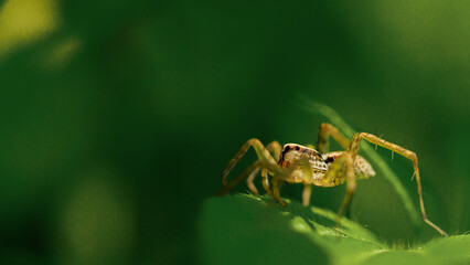 small spider on a leaf