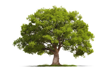 Wall Mural - beautiful big green tree isolated on white or transparent png