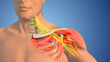 Brachial plexus nerve network in the shoulder structure	