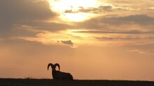 Tranquil Scene Of Big Horn Sheep Grazing As Sun Set, Resting Against Golden Sky