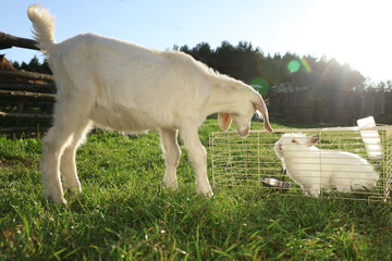 Wall Mural - Cute fluffy rabbit and goat outdoors on sunny day. Farm animals