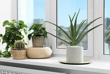 Beautiful Potted Aloe Vera And Other Plants On Windowsill Indoors