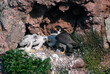 Wanderfalke am Horst // Peregrine falcon (Falco peregrinus)