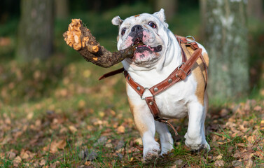 Wall Mural - white english bulldog white fanny dog