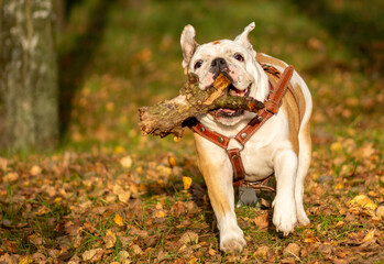 Wall Mural - white english bulldog white fanny dog