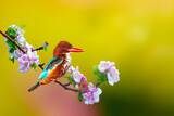 Fototapeta  - A colorful bird in the early spring landscape. White throated Kingfisher. Halcyon smyrnensis.