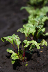 Wall Mural - Beetroot plants in a row in garden