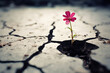 An illustration of a flower growing out of a crack in the ground, representing the beauty and strength of women rising above adversity