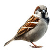 A House Sparrow standing on a flat surface isolated on a transparent background
