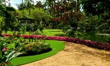 Fototapeta Tulipany - garden in the park