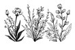 Hand drawn ink sketch of meadow wild flower set. Engraved style vector illustration.