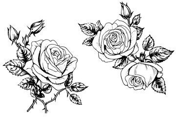 Wall Mural - Set of rose flower hand drawn ink sketch. Engraving style vector illustration