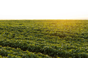 Agriculture. Soybean green plants growing in rows in cultivated field. Organic farming. Agricultural soy vegetable plantation, healthy food. Modern agribusiness. Bio lifestyle farmland