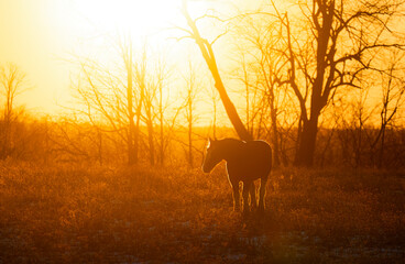 Wall Mural - Clydesdale horse silhouette standing in an autumn meadow at sunset