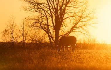 Wall Mural - Clydesdale horse silhouette standing in an autumn meadow at sunset
