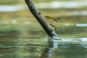 Wall Mural - yellow stone damselfly libellago lineata courtship ritual on a wood stick over river stream, natural bokeh background