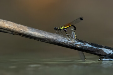Wall Mural - yellow stone damselfly libellago lineata mating ritual on a wood stick over river stream, natural bokeh background