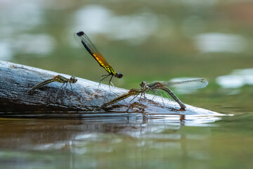 Wall Mural - yellow stone damselfly libellago lineata courtship ritual on a wood stick over river stream, natural bokeh background