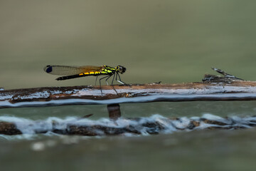 Wall Mural - yellow stone damselfly libellago lineata on a wood stick over river stream, natural bokeh background