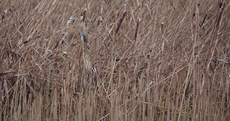 Wall Mural - eurasian bitterns walking in reed bed