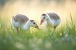 geese trio nibbling on grass under soft light