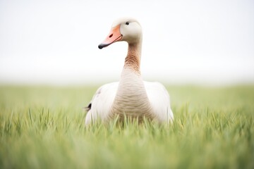 Wall Mural - lone goose with neck stretched in tall turf