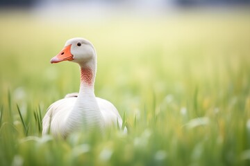 Wall Mural - lone goose with neck stretched in tall turf