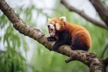 Red Panda Yawning On A Tree Limb