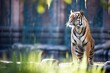 sumatran tiger standing in dappled sunlight