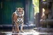 sumatran tiger standing in dappled sunlight