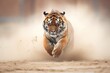 sumatran tiger in a heated chase, dust clouds behind