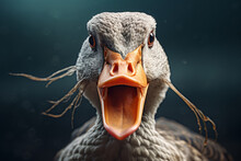 Aggressive Duck Attacks. Close Up Portrait Shot Of Angry Goose With Open Beak