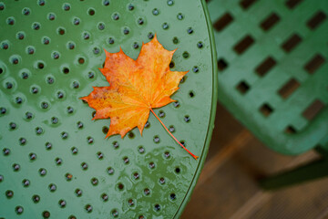 Maple autumn leaf on a wet chair after rain, beautiful texture and surface of the chair