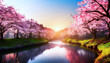 Cherry blossoms and cherry trees along the river at sunset.