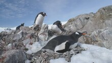 Closeup Of Gentoo Penguin Sitting In Antarctic Pebble Nest. Bird Family Colony At South Pole Sits On Eggs Against A Rock Backdrop. Winter Wildlife In Frozen Mountain Landscape - Static Shot Footage