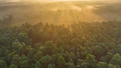 Wall Mural - Foggy morning over the forest aerial shot	