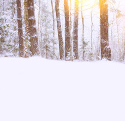 Wall Mural - Landscape. Frozen winter forest with snow covered trees.