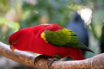 The chattering lory has a red body and a yellow patch on the mantle. The wings and thigh regions are green and the wing coverts are yellow. The tail is green with a blue tip.