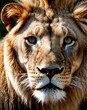 © dreamalittledream - Lion portrait with a golden man, The king of the jungle, the king of the plains. Majestic Feline animal, in ultra HD resolution.
