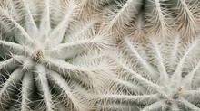  A Close Up Of A Cactus Plant With Lots Of Small White Needles On The Top Of It's Head And The Top Part Of The Plant Showing The Leaves.