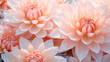 Peach fuzz colored waterlily, copy paste for text
