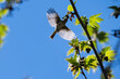 Common Chiffchaff (Phylloscopus collybita) feeding on a plane tree. Reverse light, silhouette, blue sky, open wings.